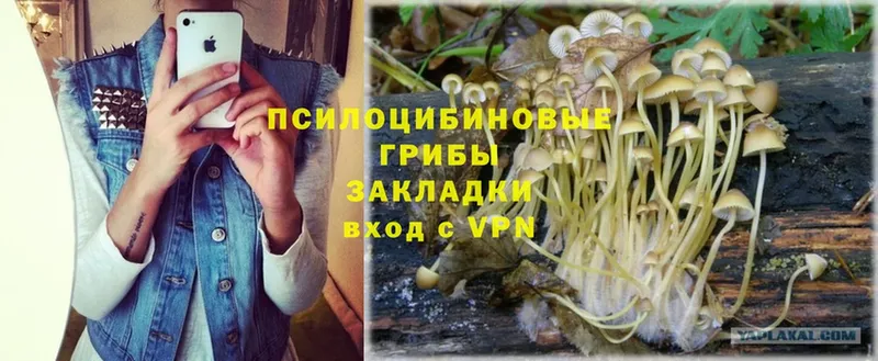 Псилоцибиновые грибы Psilocybe  даркнет формула  Шлиссельбург 